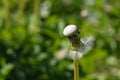The last dandelion seed Royalty Free Stock Photo