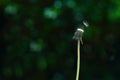 Last dandelion seed Royalty Free Stock Photo