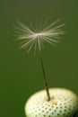 Last Dandelion Seed Royalty Free Stock Photo