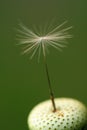 Last Dandelion Seed