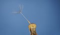 The last dandelion seed parachute. Wild plant