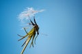 The last dandelion of summer