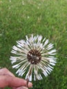 Last Dandelion Before Winter Royalty Free Stock Photo