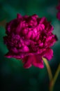 Last days of life of peony flower. Close-up photography in Peony garden Royalty Free Stock Photo