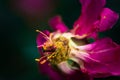 Last days of life of peony flower. Close-up photography in Peony garden Royalty Free Stock Photo