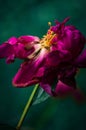 Last days of life of peony flower. Close-up photography in Peony garden Royalty Free Stock Photo