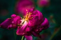 Last days of life of peony flower. Close-up photography in Peony garden Royalty Free Stock Photo