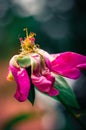 Last days of life of peony flower. Close-up photography in Peony garden Royalty Free Stock Photo