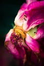 Last days of life of peony flower. Close-up photography in Peony garden Royalty Free Stock Photo