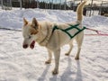 Siberian Husky dogs wait for the racing in Lappland,Sweden Royalty Free Stock Photo