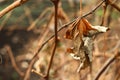 The last dried leaf hangs on the branch of late autumn Royalty Free Stock Photo