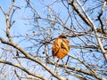 Last dried leaf on quince tree and blue sky Royalty Free Stock Photo