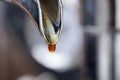 Last drop of espresso with coffee machine Royalty Free Stock Photo