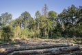 Typesetter beetle destroys forest in Belgium Royalty Free Stock Photo