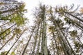 Typesetter beetle destroys forest in Belgium