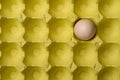 The last egg in paper package Royalty Free Stock Photo