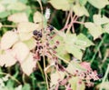 Last fall blackberry