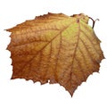 Last fall leaf isolated