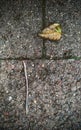 Last fall leaf and worm on an asphalt