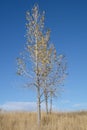 Almost bare aspen trees