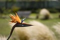 `The last flight of the bird of paradise Royalty Free Stock Photo