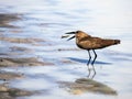 Last flight of the frog. Hammerhead bird or shadow heron with  frog tossed in its beak Royalty Free Stock Photo