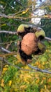 The last fruit on a huge tree Royalty Free Stock Photo