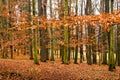 Last golden leaves in autumn beech forest Royalty Free Stock Photo