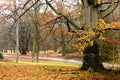 Last golden leaves in autumn beech forest Royalty Free Stock Photo