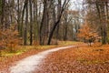 Last golden leaves in autumn beech forest Royalty Free Stock Photo