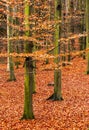 Last golden leaves in autumn beech forest Royalty Free Stock Photo