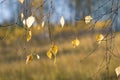 Last golden leaves on birch branches in the autumn fores Royalty Free Stock Photo