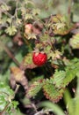 The last harvest mature berry of a wild strawberry on a bush in sunny summer day. Royalty Free Stock Photo