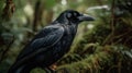 The Last Hawaiian Crow in the Tropical Forest