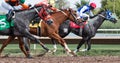 Last Horse Races In Arizona Until Fall Royalty Free Stock Photo