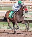 Last Horse Races In Arizona Until Fall Royalty Free Stock Photo