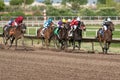 Last Horse Races In Arizona Until Fall Royalty Free Stock Photo