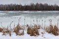 Last ice.The end of winter,the beginning of spring.Landscape with melting ice and reeds at the shore in early spring or late winte Royalty Free Stock Photo