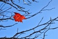 Last Leaf of Autumn Royalty Free Stock Photo