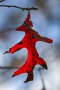 Last Leaf of Autumn Royalty Free Stock Photo