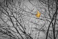 Last leaf of Fall Royalty Free Stock Photo