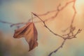 Last leaf of autumn Royalty Free Stock Photo