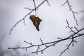 last leaf on the bare branches of a fallen Royalty Free Stock Photo