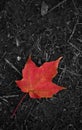 Last Leaf of the Fall Royalty Free Stock Photo