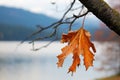 last leaf falling from a dying tree