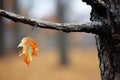 last leaf falling from a dying tree