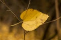 Last Leaf Hanging. Linden in the autumn Royalty Free Stock Photo