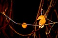 The last leaf on the maple at night.