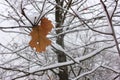 Last leaf on the oak tree covered with snow in the winter park. Late fall or early winter landscape. Royalty Free Stock Photo