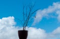 Last leaf on plant. Royalty Free Stock Photo